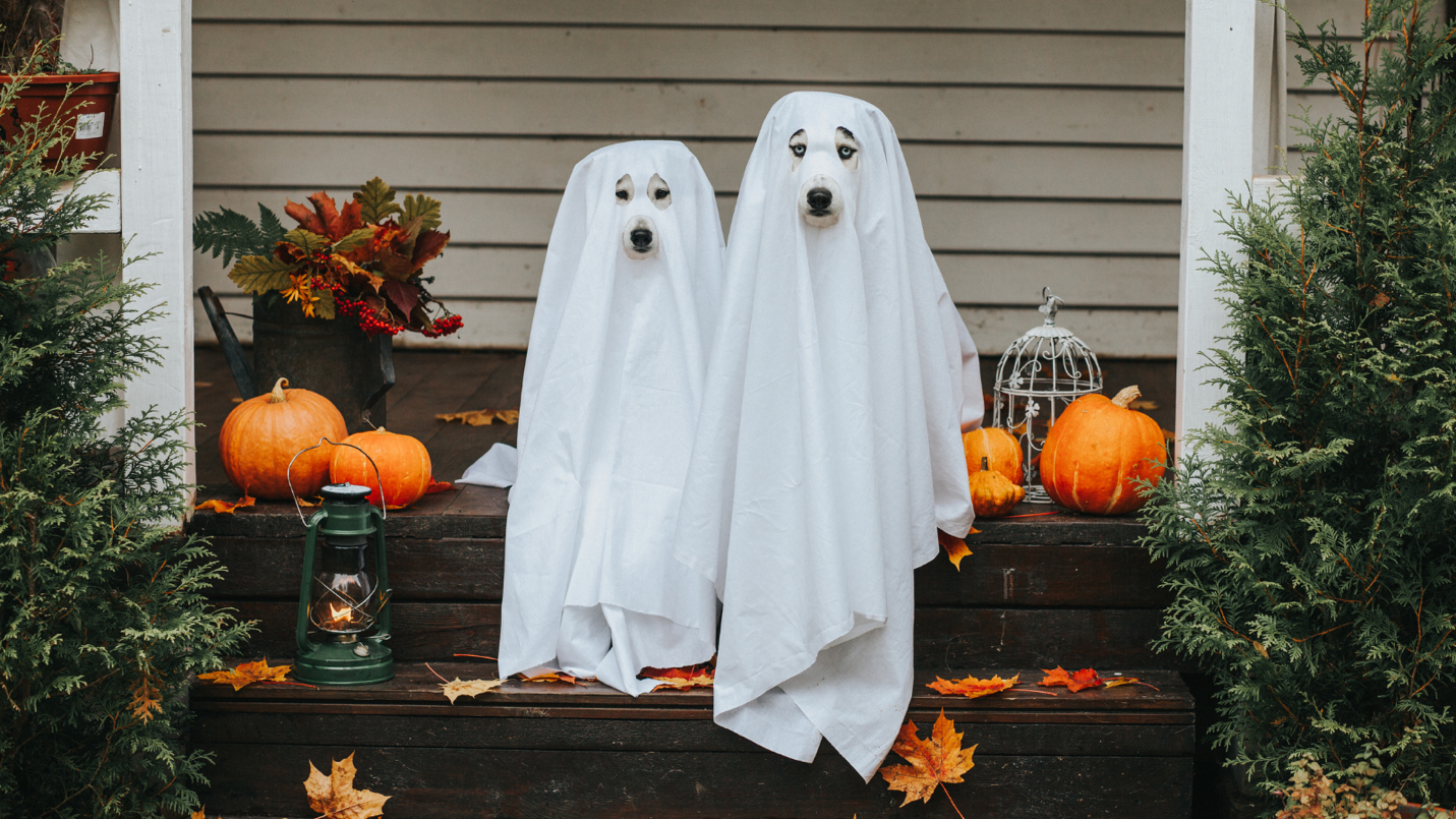 Two dogs are dressed up as ghosts for Halloween, sitting side by side on the front porch steps. Each dog has a white sheet draped over them, with only their faces showing through cut-out holes. Surrounding them are pumpkins, fall leaves, and a lantern, adding to the festive autumn decor. The scene is warm and playful, perfectly capturing a fun and spooky Halloween vibe.